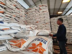 Stok Beras di Indramayu Capai 129 Ribu Ton, Aman hingga Tahun Depan