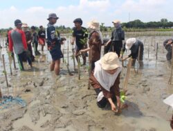 Mahasiswa Unwir Gelar Aksi Sobat Bumi Jilid 2, Tanam Ratusan Mangrove di Pesisir Krangkeng